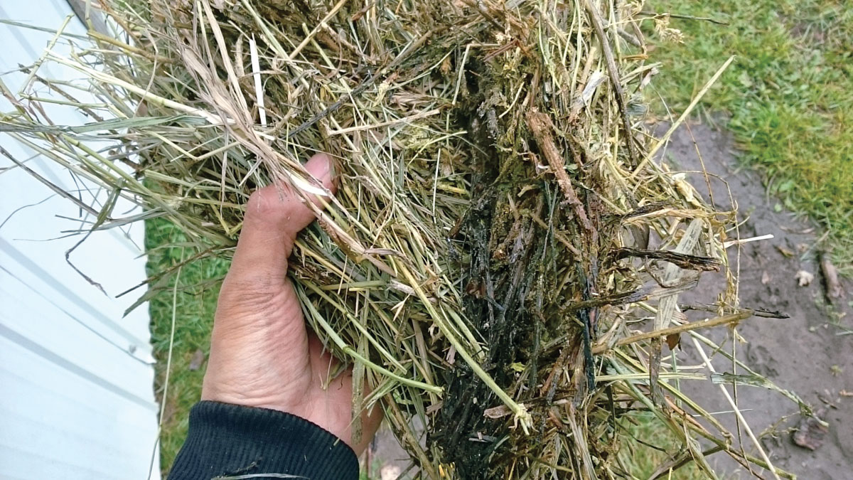 Dealing with Moldy Hay Ozarks Farm & Neighbor Newspaper