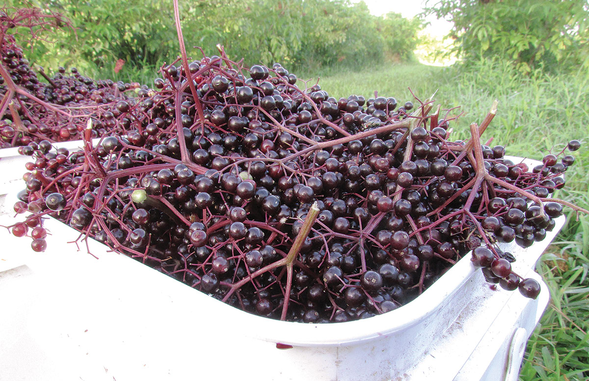 Elderberries for Everyone Ozarks Farm & Neighbor Newspaper