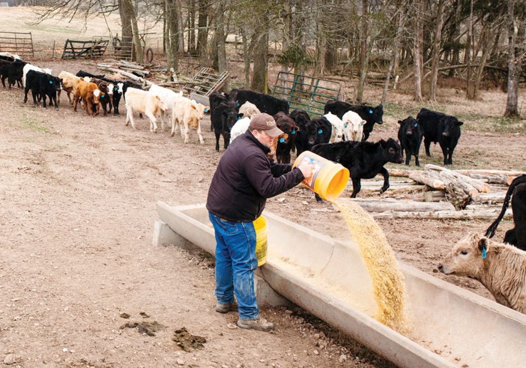 taking-good-care-of-cattle-ozarks-farm-neighbor-newspaper