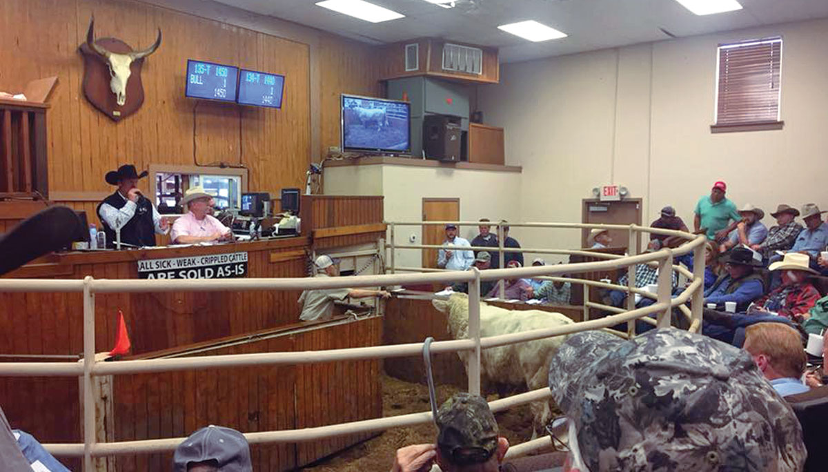 Lessons Learned in the Cattle Business