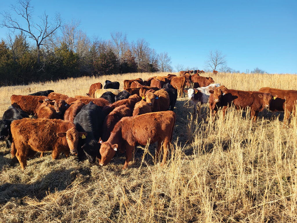 The roughly 300-head cow herd is an interesting mixture of breeds and crossbreds. However, Bob and Ann love their Corrientes. Photo by Hal Ryan. 