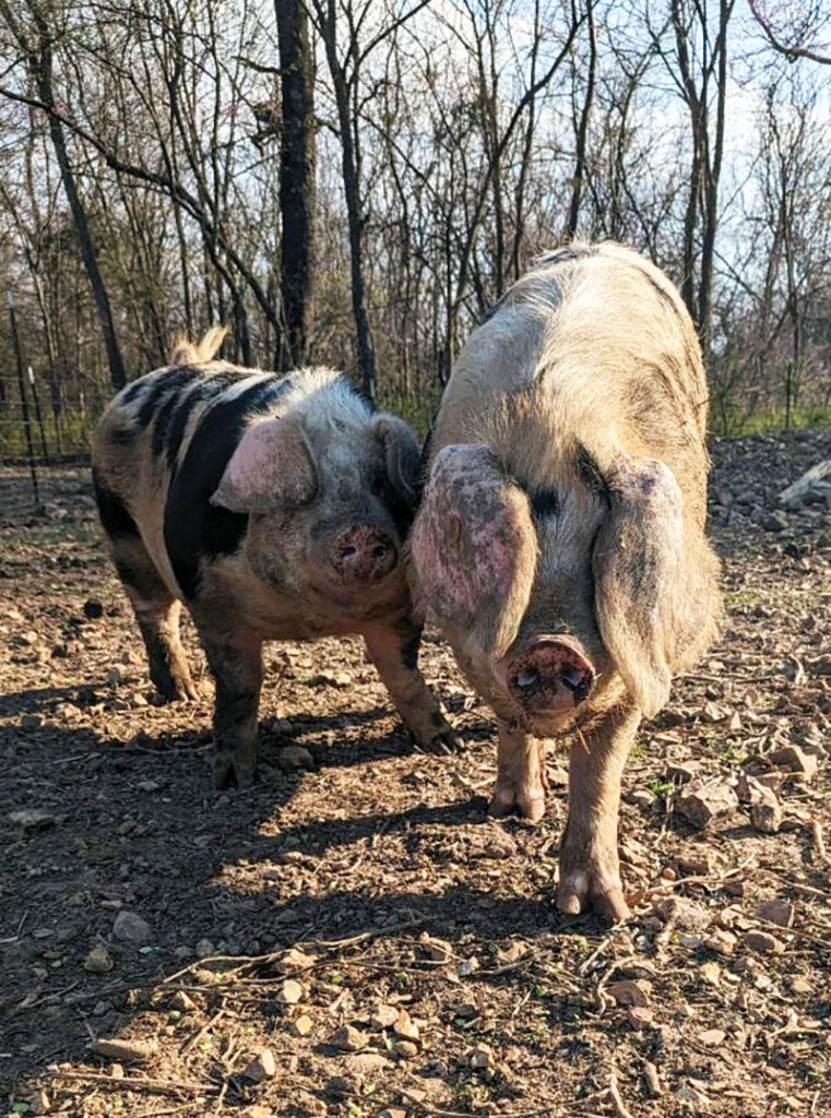 The Jetts look for specific traits and genetics when selecting breeding pairs of the Spotted pigs. They check their feet and leg structure for muscle shape, good depth of the body and bone density, and structural correctness. Photo by Charlene Dowell. 