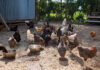 Phone apps simplify livestock management