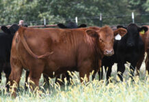 Raising Cattle with a Long Term Goal