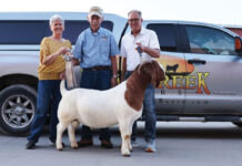 The Journey with Goats