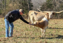 Painter Livestock Co Texas Longhorns