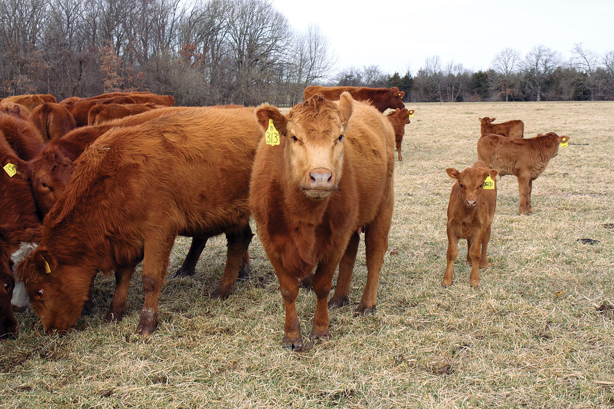 Breeding Better Females – Ozarks Farm & Neighbor Newspaper