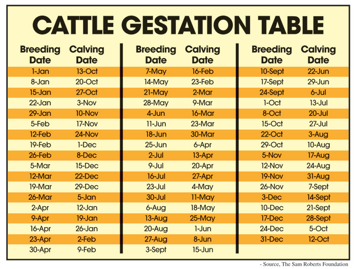 How Many Bulls Do You Need? - Ozarks Farm & Neighbor Newspaper ...