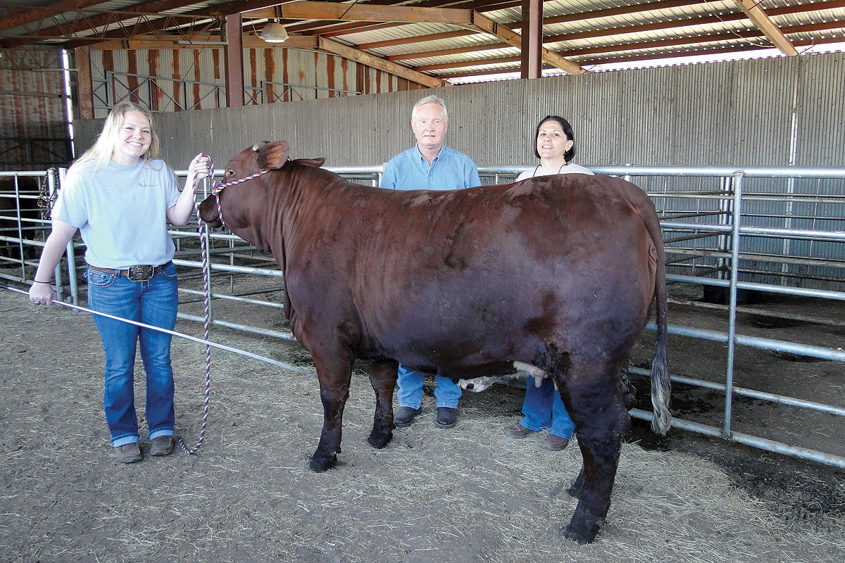 santa gertrudis show cattle