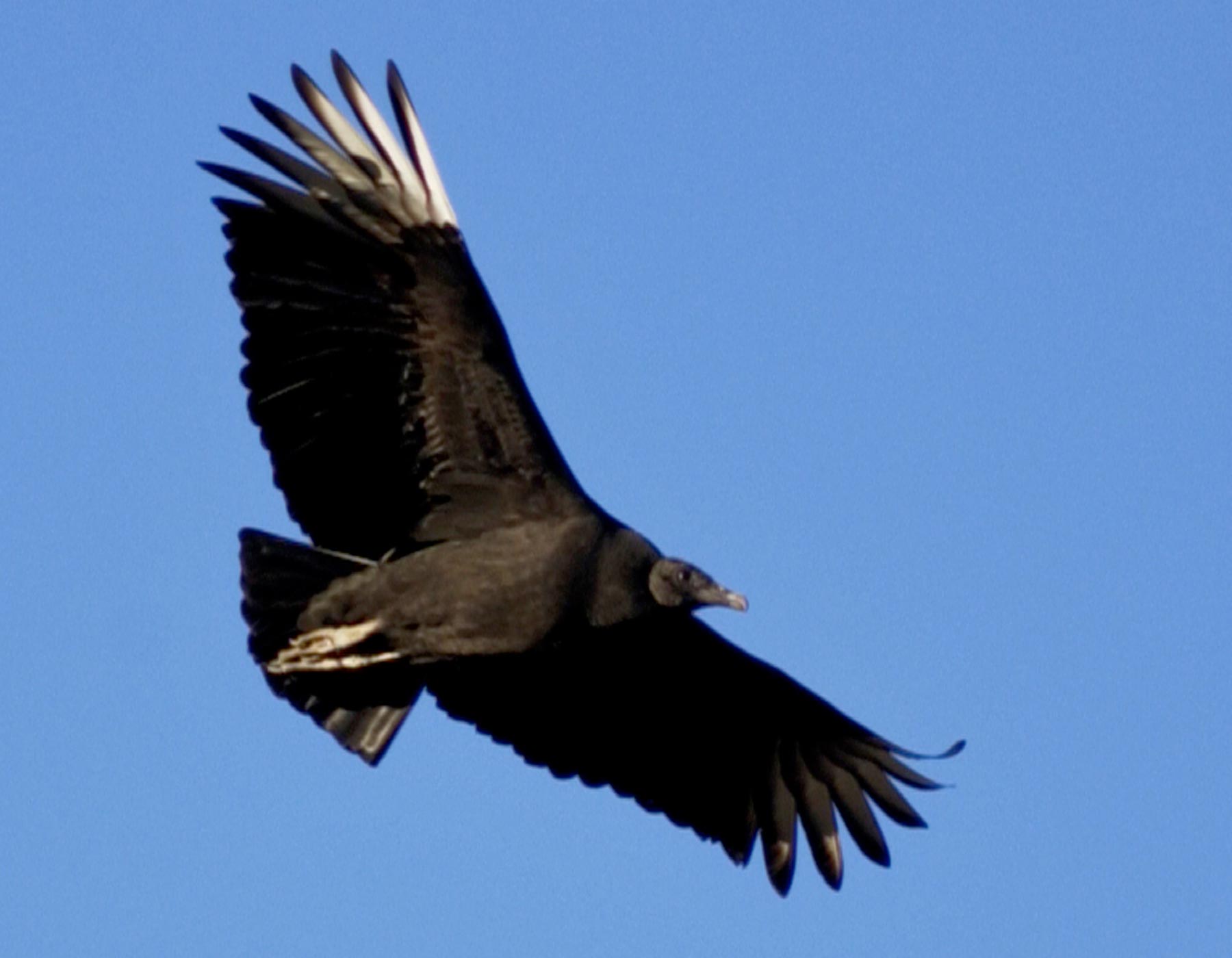 Turkey Vulture  Missouri Department of Conservation