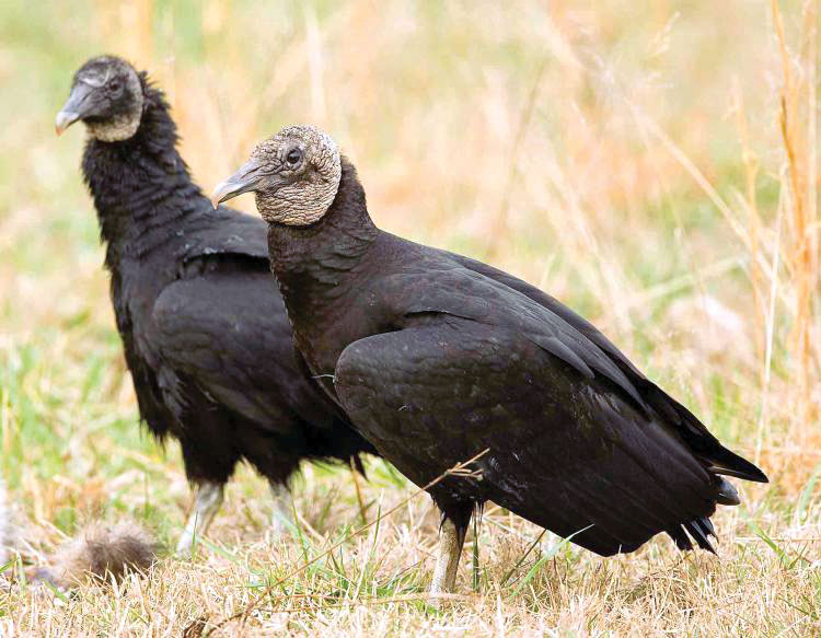 Predators From Above - Ozarks Farm & Neighbor Newspaper - written for ...