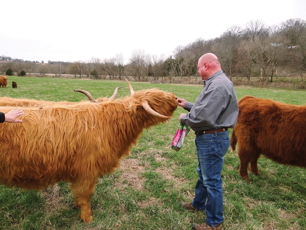 Highland Cows - Cactus Hills Farm