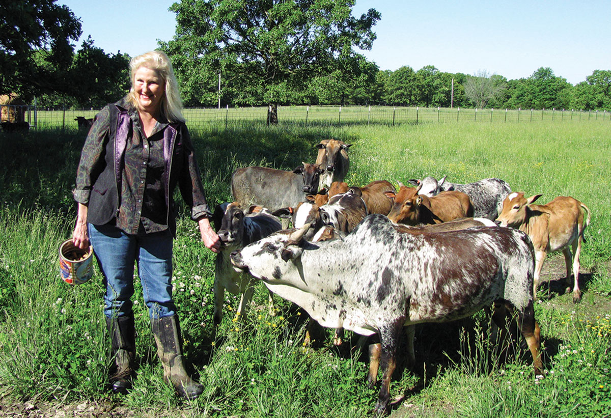 zebu cattle