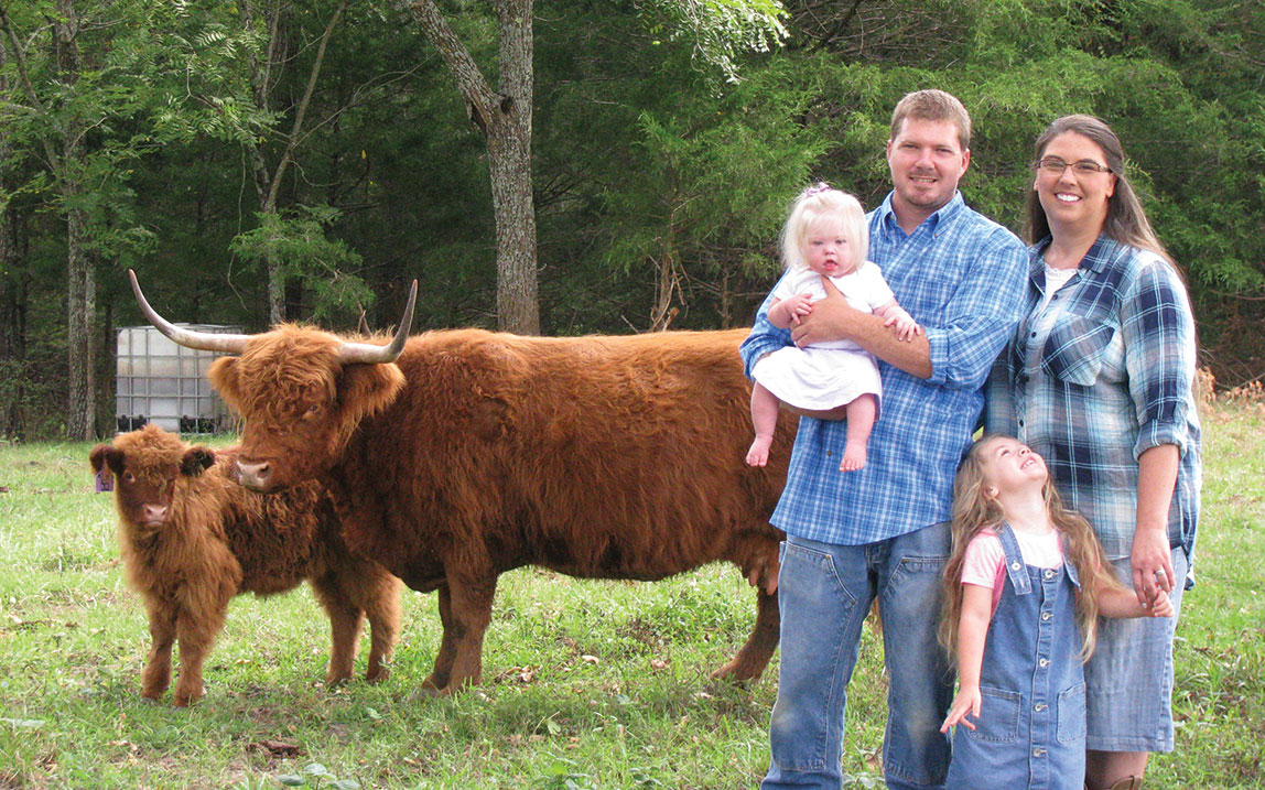 miniature highland cows