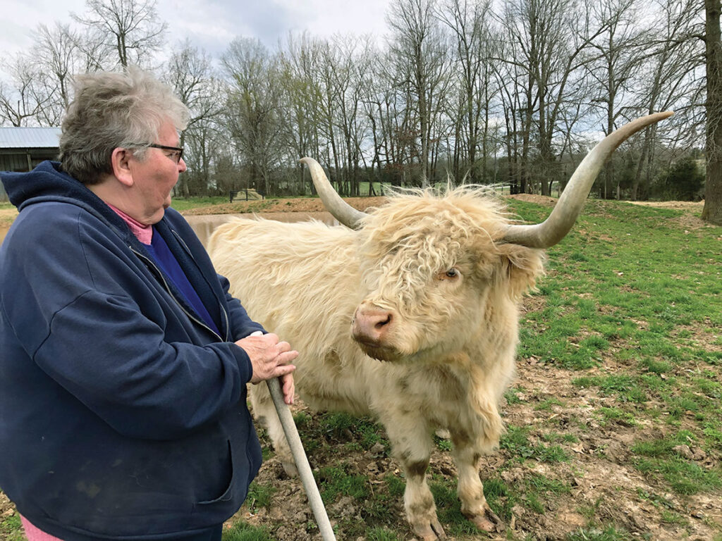 Highland Cattle - The Livestock Conservancy