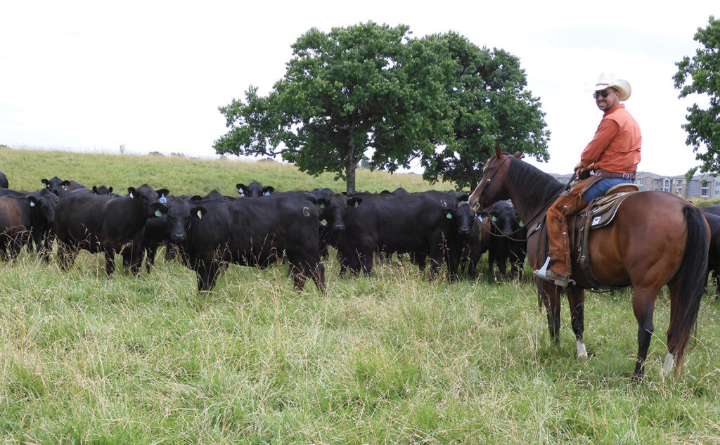 Daniel Potter herding cattle in Bentonville, Arkansas. He is the cattle operations manager for George's Inc. Photo by Terry Ropp.