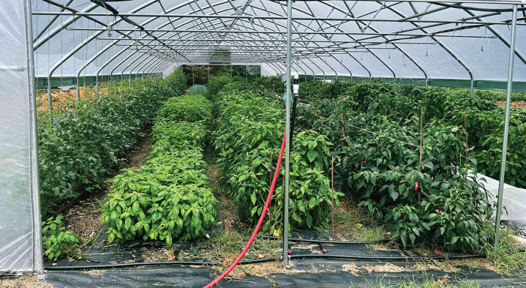 Mid summer crops at Five Acre Farms in Red Bud, Arkansas. Submitted Photo.