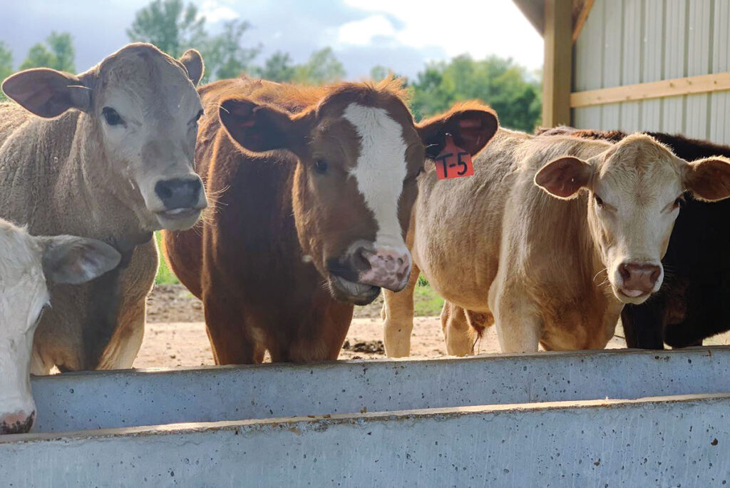 Beaudreau cattle at feeding trough. Submitted Photo. 