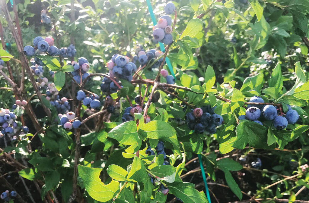 blueberries from Ozark Berry Farm in Leasburg, Missouri. Photo by Jessica Wilson.
