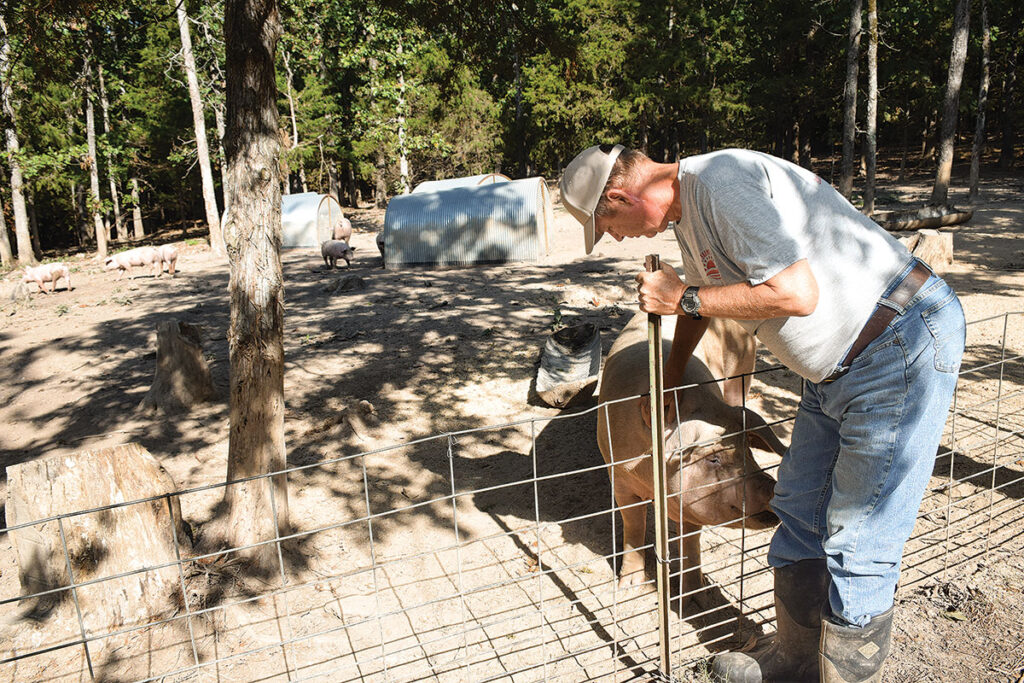 Pastured pigs are only a part of the farming operation at DL Farms. Photo by Jessica Wilson.