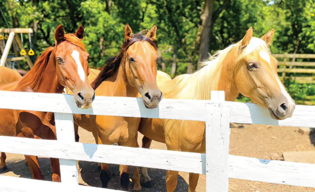 Three rescue horses at Chiron Quarter Horse Farm. Submitted Photo.