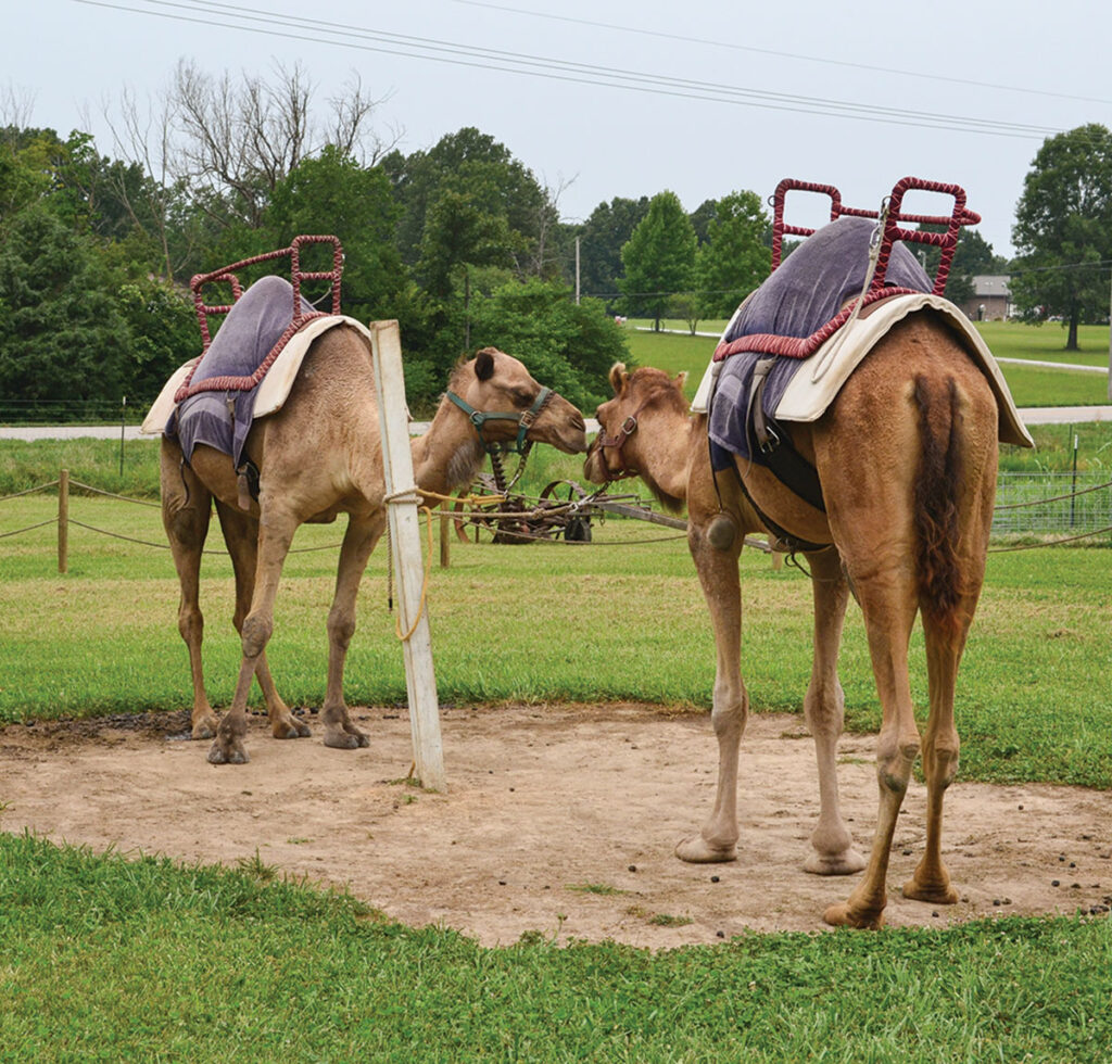 Camels acclimate well to their environment. They have the ability to raise their own body temperature by as much as four degrees so they can stand the heat better than we do. Photo by Laura L. Valenti.