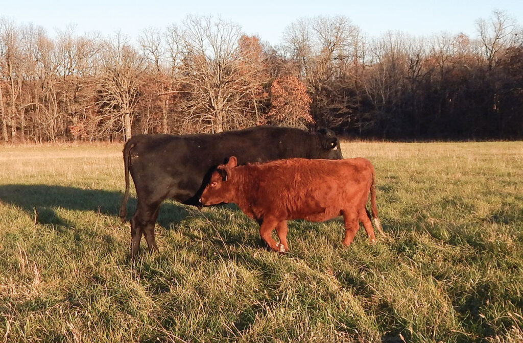 After retirement, Jay Wilkins is still learning about agriculture. He has raised Angus, Herefords, Charolais, Simmentals, Shorthorns, Piedmontese, Jersey and Holstein steers. Photo by Katrina Hine.
