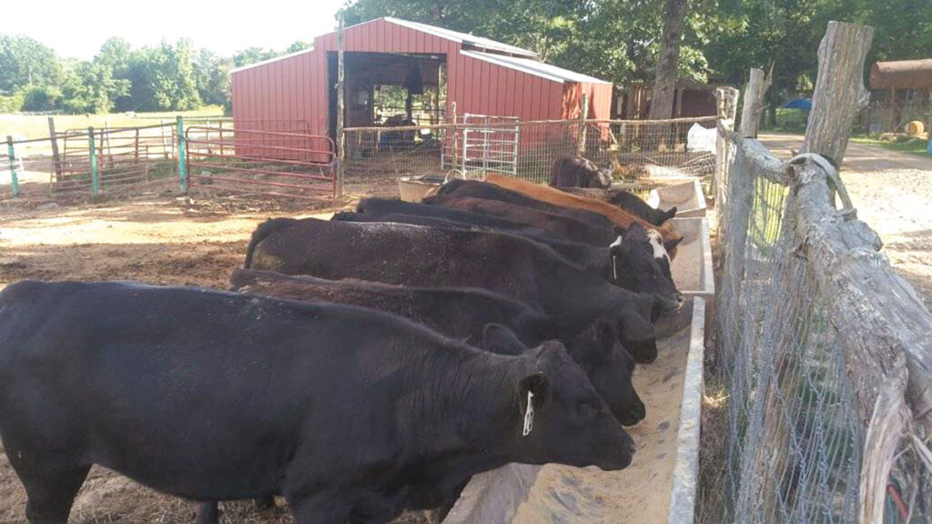 3E Cattle Company owner Jason Goad said they are working to improve the carcass quality of their calves. Submitted Photo. 