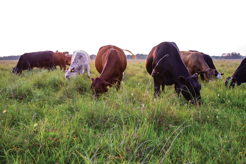 Cattle at the Grassroots Ranch in Porter, Oklahoma. Grassroots Ranch doesn't use one particular breed of cattle. They are more focused on the process of using mob grazing than breeding. Photo by Michael Kinney.