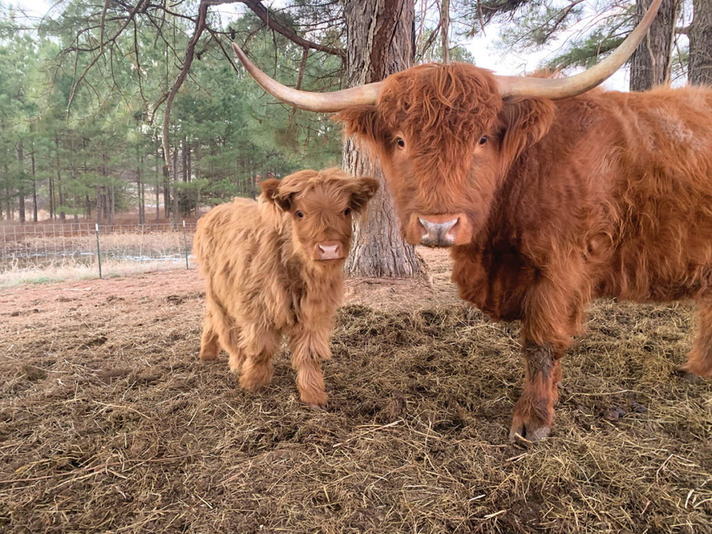 Highland cattle on the rise as an easy breed to handle - Agweek