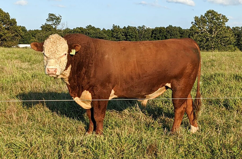 An electric fence system surrounds the Grayson Cattle Company farm. Submitted Photo. 