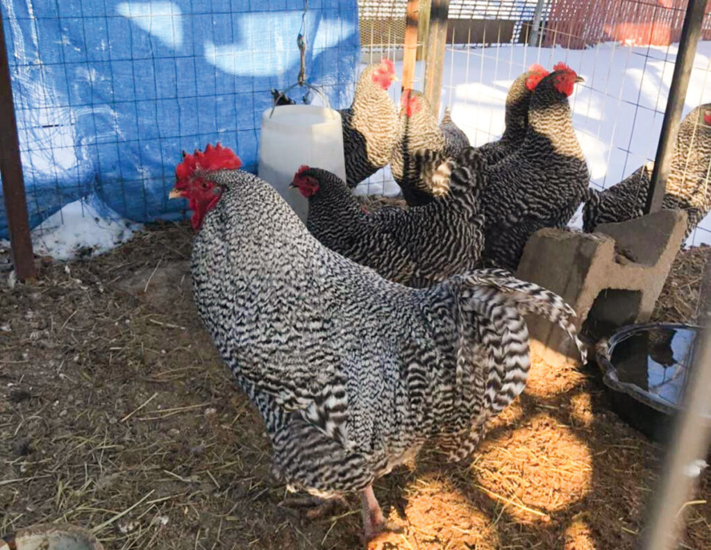 Chickens from Snow Family Farm and Hatchery in Konawa, Oklahoma. Submitted Photo. 
