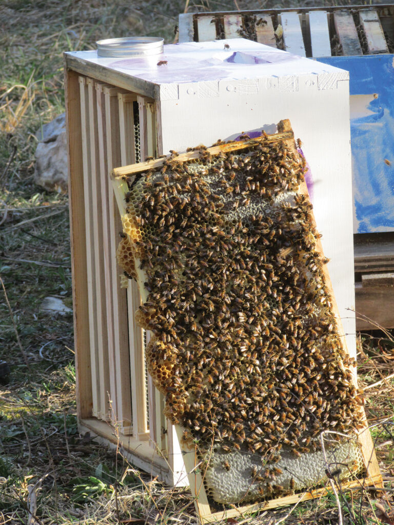 Swarm of Bees. Submitted Photo. 