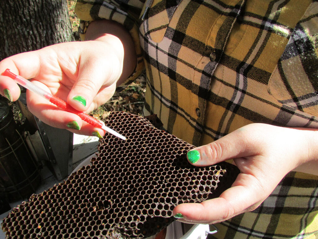 Grafting larvae from existing honeycombs is a technique Anna uses to grow fresh queen bees for the NUCs she sells. Submitted Photo. 