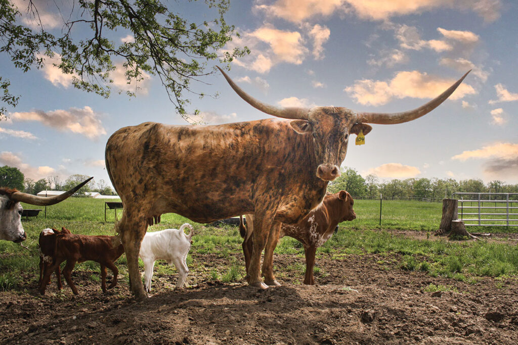 Genetics are an essential part of the Longhorn breeding programs at J Bar J Longhorns in Richland, Missouri. Photo by Julie Turner-Crawford. 
