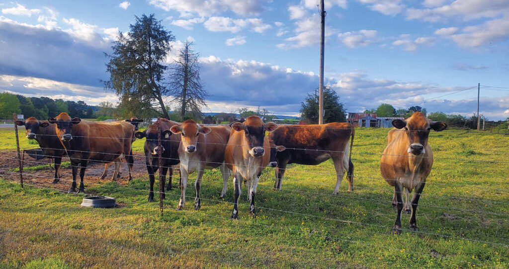 Heath Thomas cattle out in the pasture. Submitted Photo. 