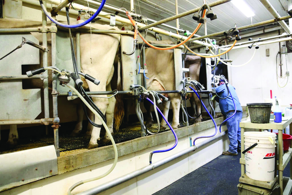 Inside the Miller Dairy Barn in Walnut Grove, Missouri. Submitted Photo. 