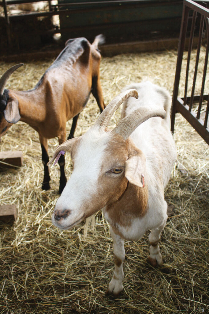 El Dorado Springs Livestock Market mostly sells sheep and goats, but some cattle also. Photo by Julie Turner-Crawford. 