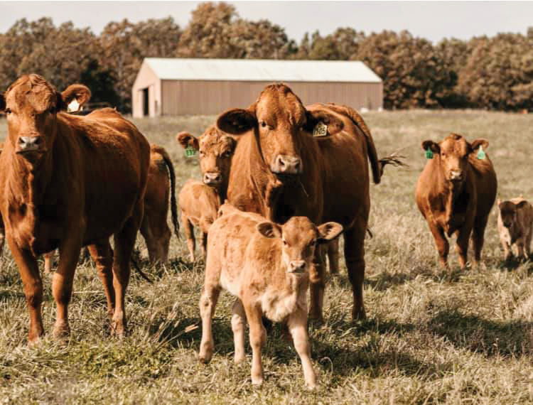 Ozark Valley Beef Wagyu cattle. Submitted Photo. 