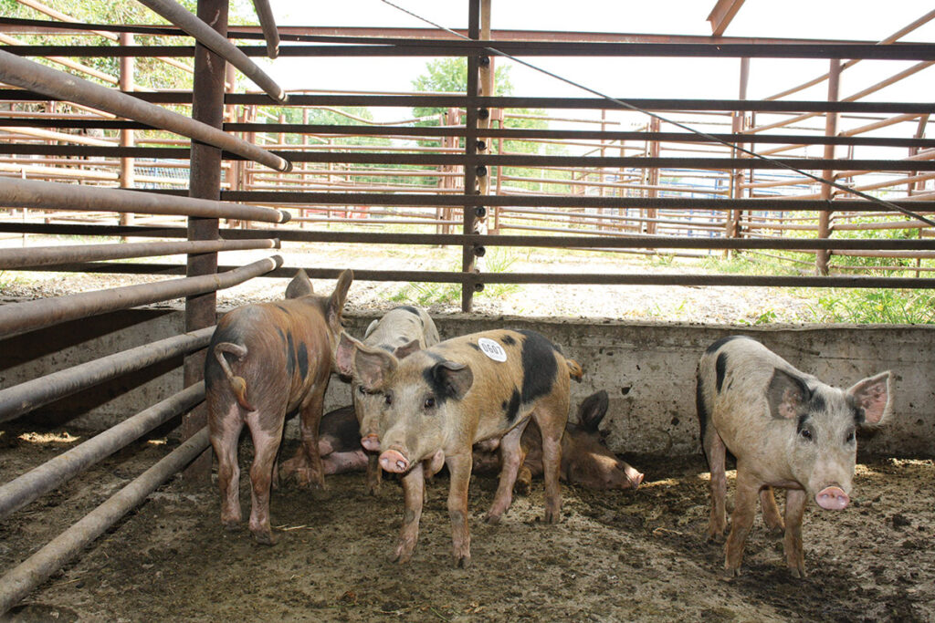 Pigs ready for sale at El Dorado Springs Livestock Market in Missouri. Photo by Julie Turner-Crawford.