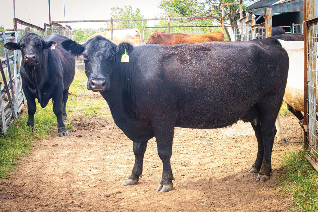 The BLT Ranch in Tahlequah, Oklahoma is comprised of Chaorlais, Red Angus, Black Angus and some crossbreds. Submitted Photo. 