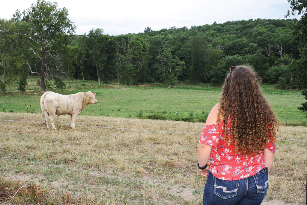 One of the Bradley Cattle Charolais. Photo by Julie Turner-Crawford. 