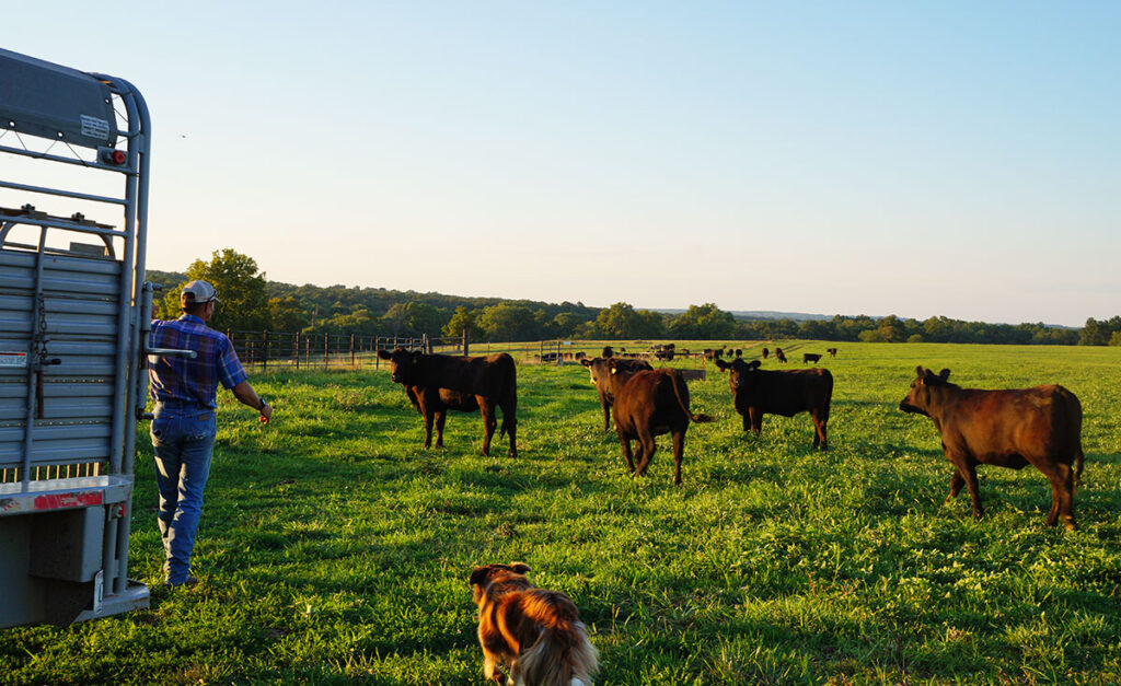 Chad Boyles' herd began in 1983 with a bottle calf and a heifer. Photo by Trish Boyles. 
