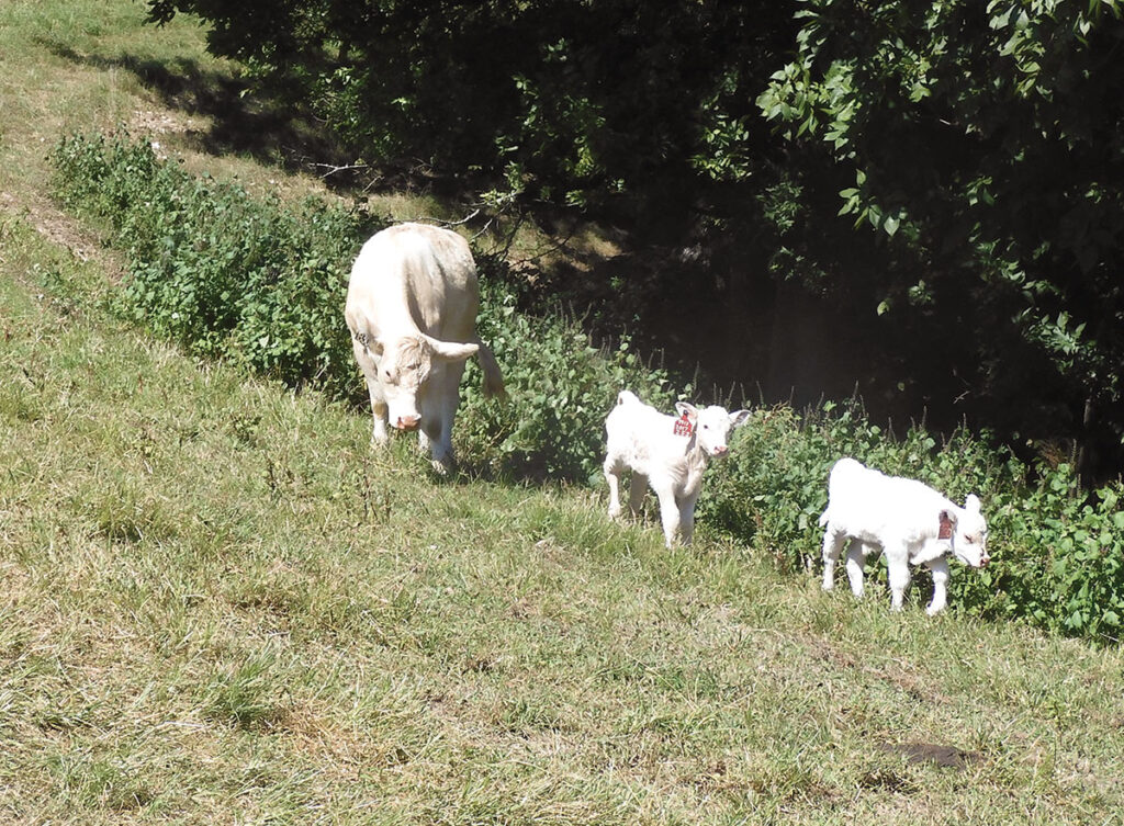 One of Steve Smith's Charolais with twin calves. Photo by Terry Ropp. 