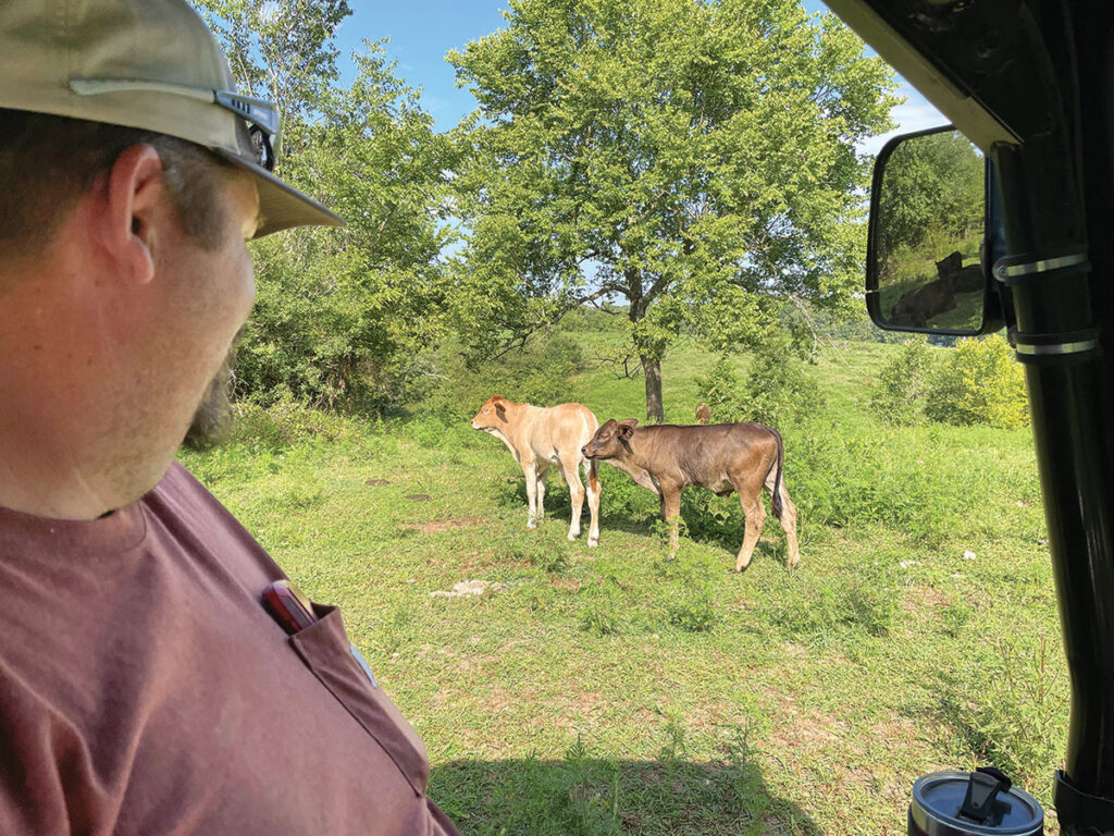 Chris Maples’ herd is a mix of several breeds. He, however, is leaning more toward a Brahman cross. Photo by Kevin Thomas. 
