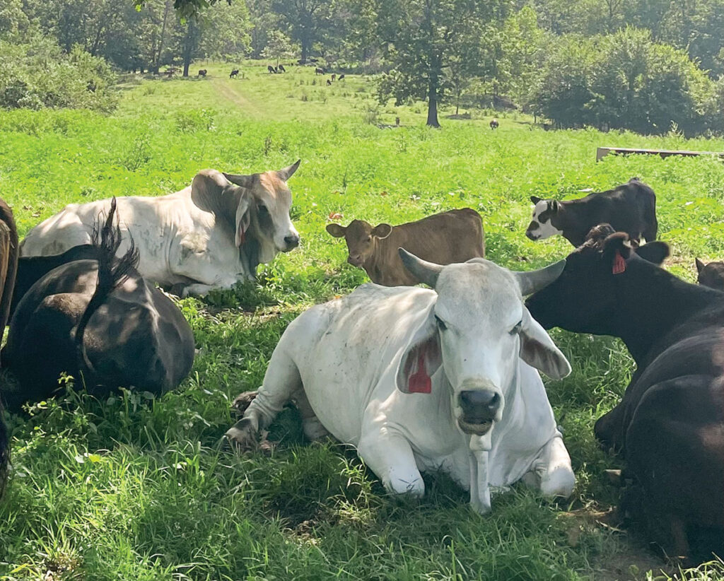 Brahman cattle is the most recent addition to Chris Maples herd. Photo by Kevin Thomas. 