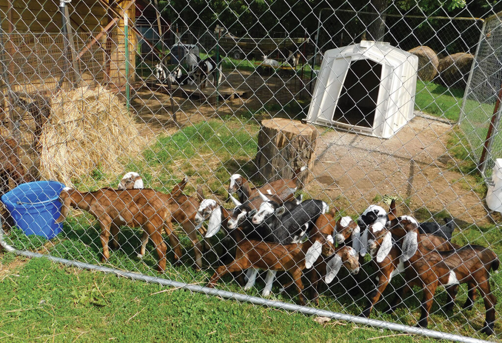 Goats have their own attitudes. They are very good and never kick. They are also very clean. They never go to the bathroom when being milked. If they walk in their feed, they won't eat it. Photo by Neoma Foreman. 