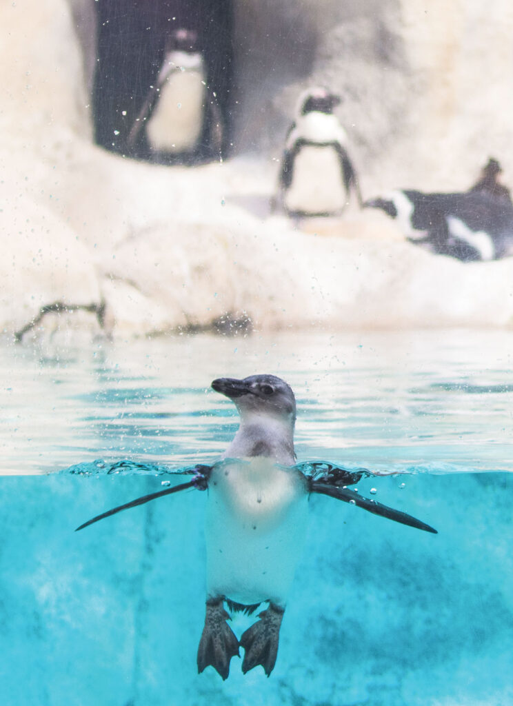 Penguin swimming in the exhibit. Photo courtesy of the Tulsa Zoo. 