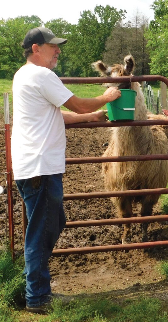 Shannon Green feeding Sara the llama. Photo by Neoma Foreman. 