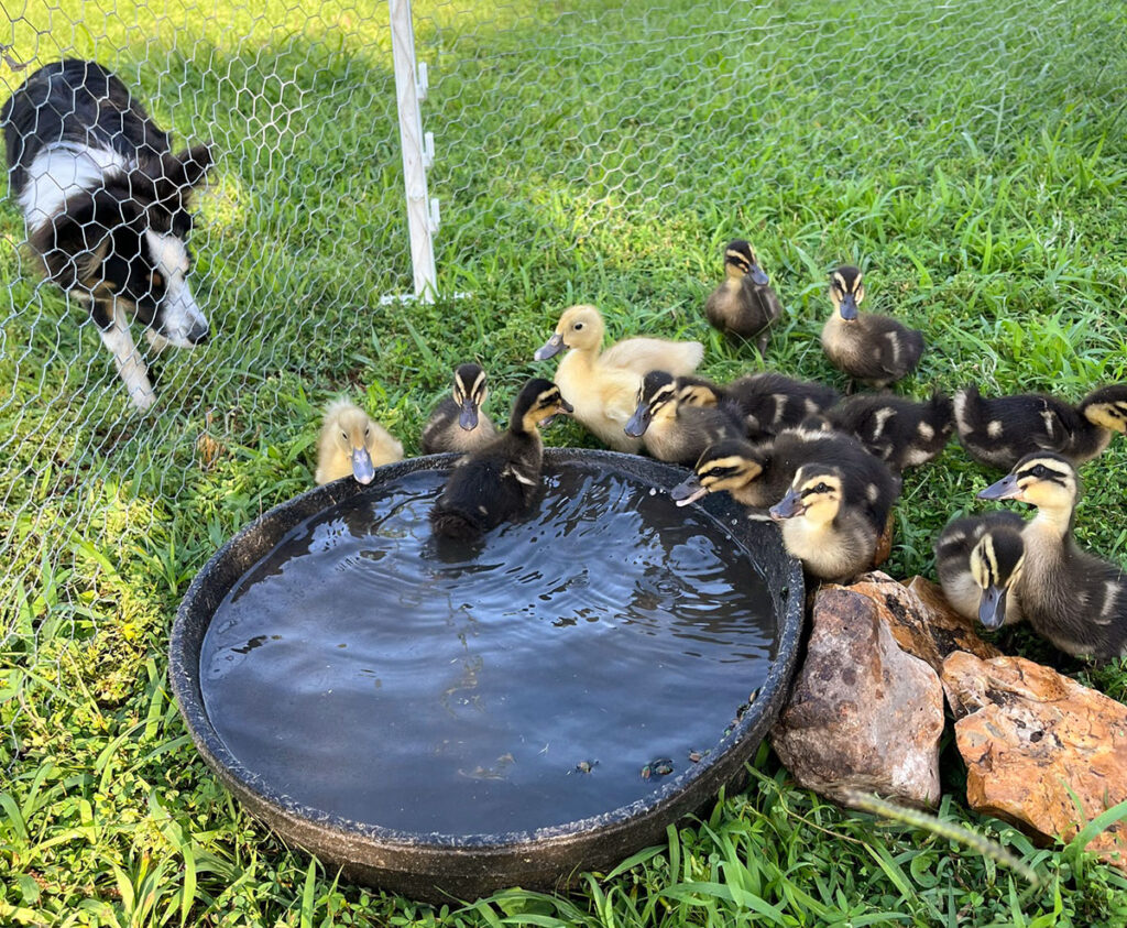 Tammi and Stephen Bell raise American Guinea Hogs, sheep, turkeys, ducks and chickens, who all live and congregate in the same spaces and are integrated into a rotational pasture system. Submitted Photo. 